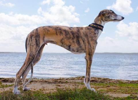 Galgo