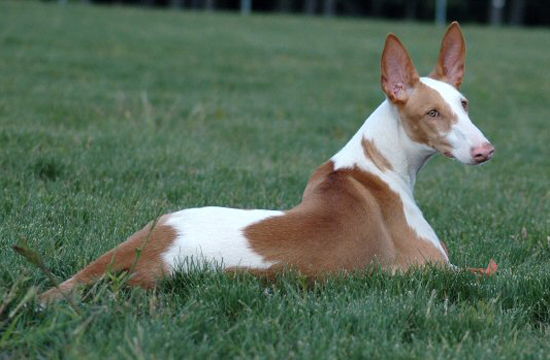 Podenco