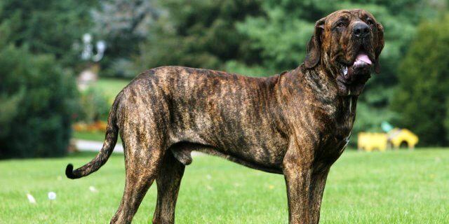 Presa Canario